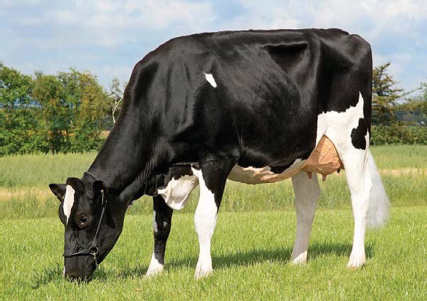 Племенные нетели голштинской породы селекционной программы Viking Holstein